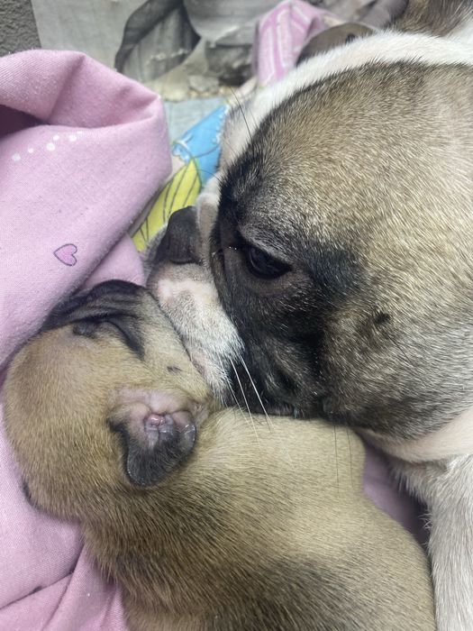 Французькі Бульдожки