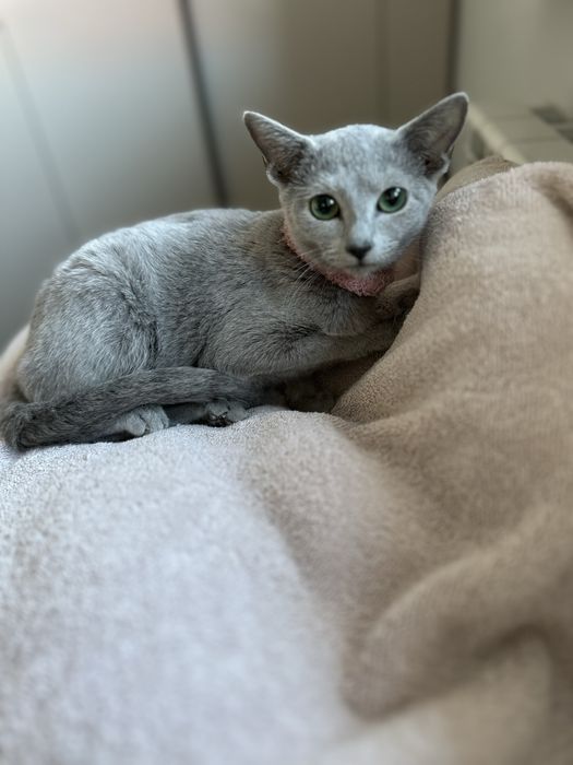 kotka rosyjska niebieska , VI 2025