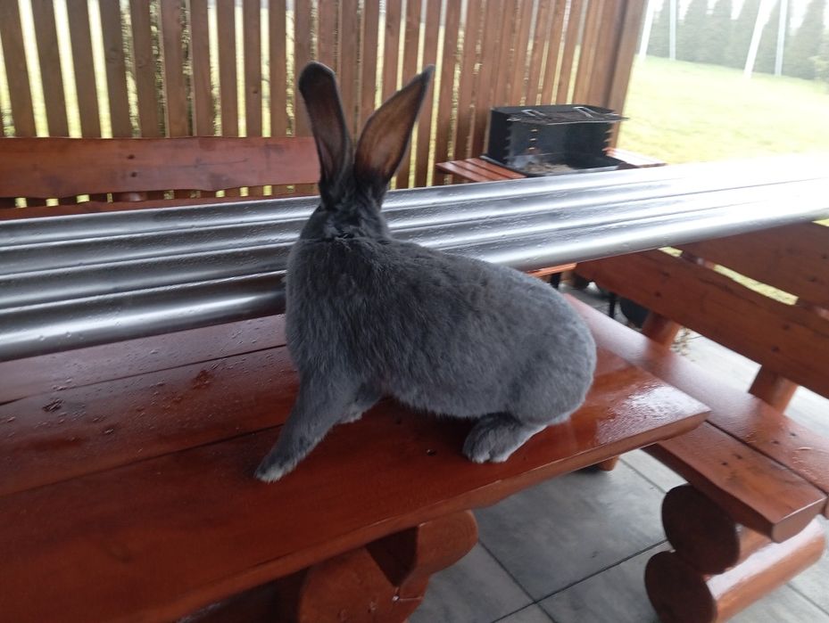 Królik, samica Olbrzym Belgijski niebieski