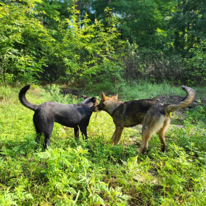 Песики 6-7 місяців