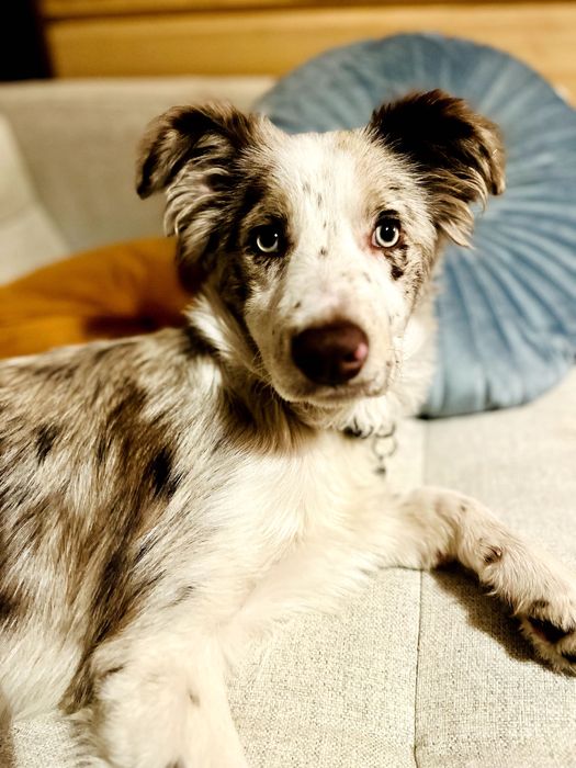 Suczka 5 mies. | red merle | rodowód | paszport | bogata wyprawka