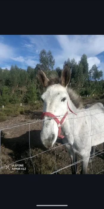 Mulo/macho à venda/troca