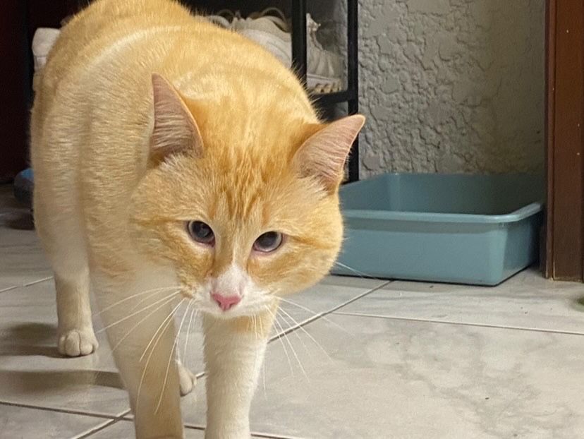 Gato adulto para adoção