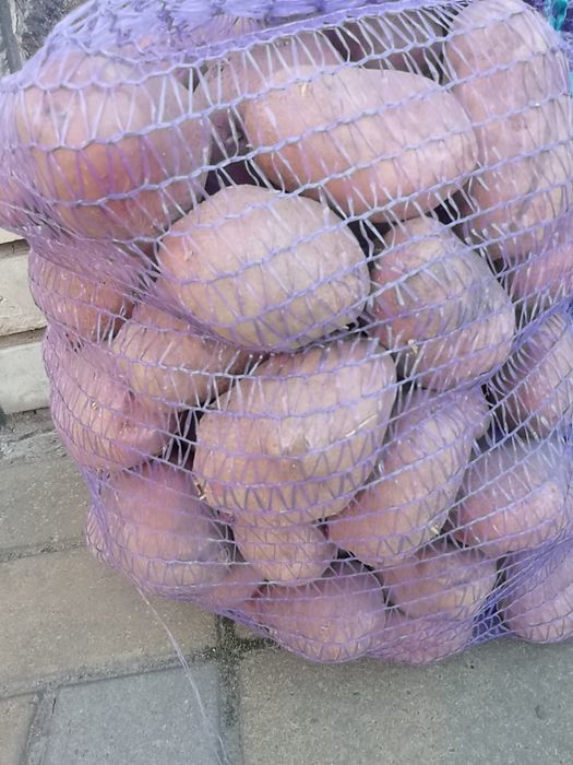 Продам картоплю їстівну.