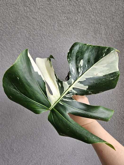 Monstera Jungle Mint naturalny pędówka ukorzeniona