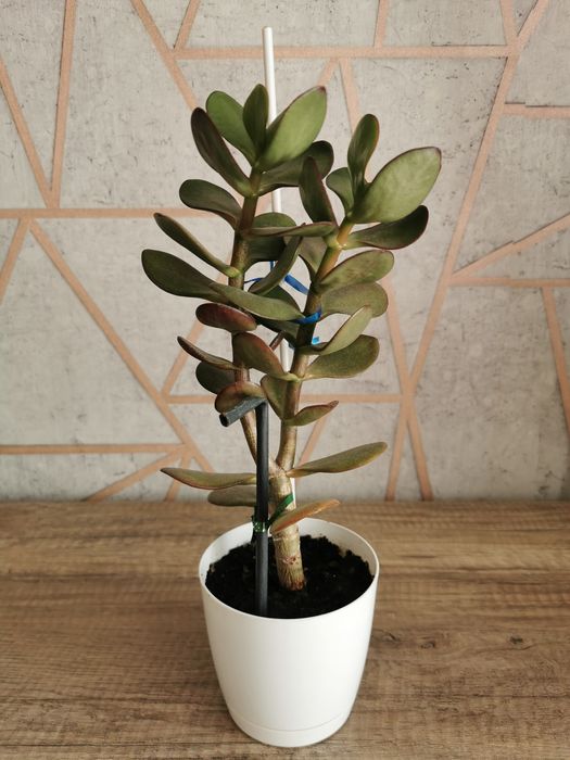 Grubosz (drzewko szczęścia) w doniczce 13 cm, wysokość 50 cm