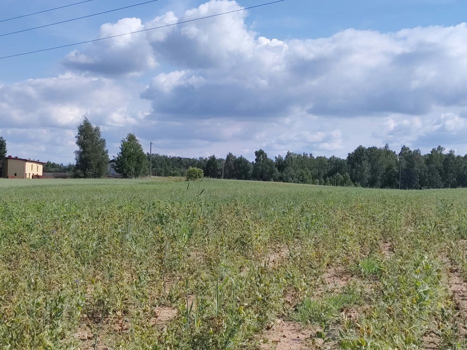 Ziemia, pole, sprzedam 2,5h