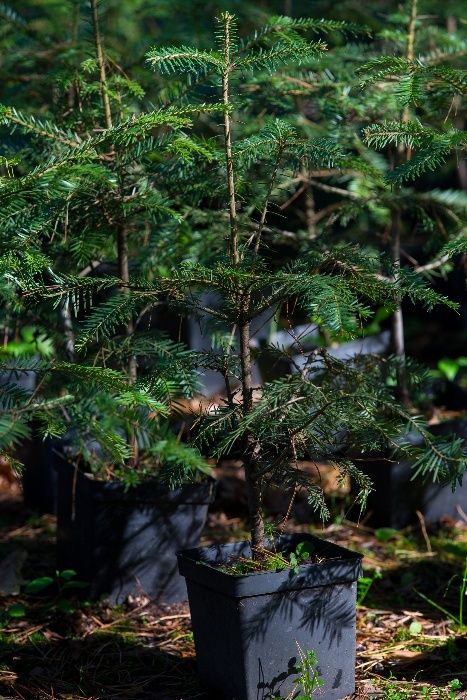 Jodła Pospolita (Abies Alba), wysokość 50-70 cm, donica 3l