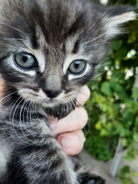 Отдам котят в хорошие и добрые руки Романково