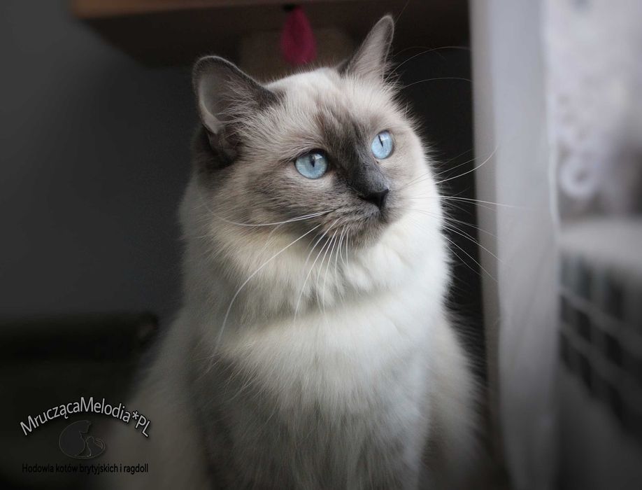 Kotka ragdoll dorosła FPL