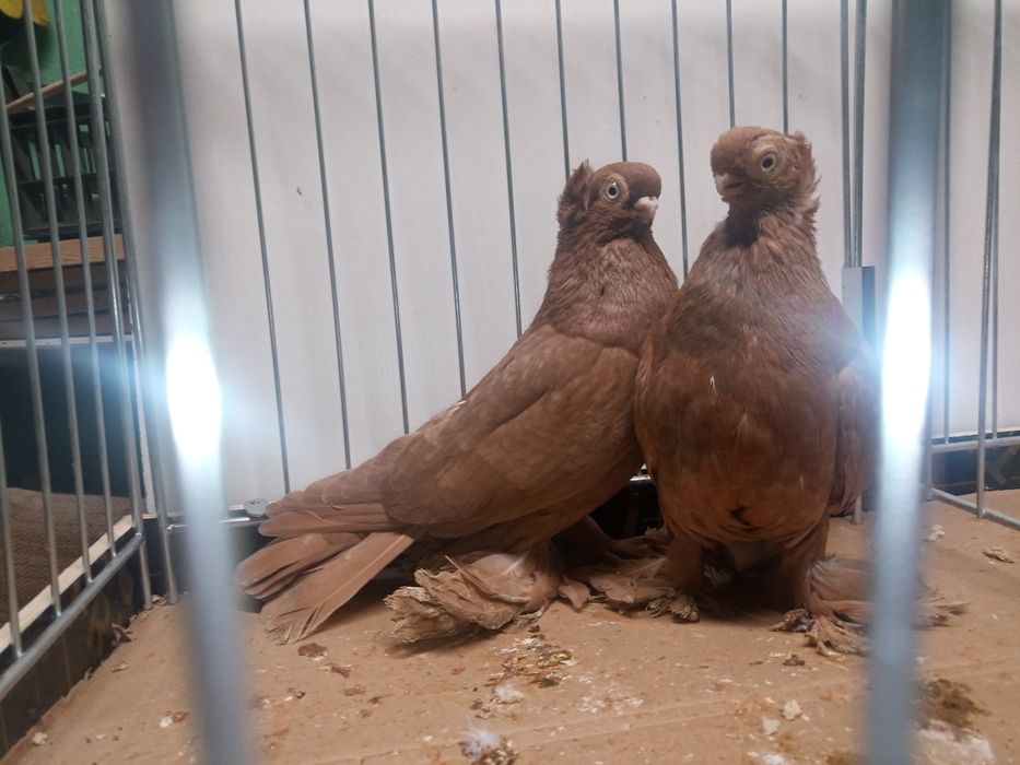 Wywrotki  wywrotek mazurskie para