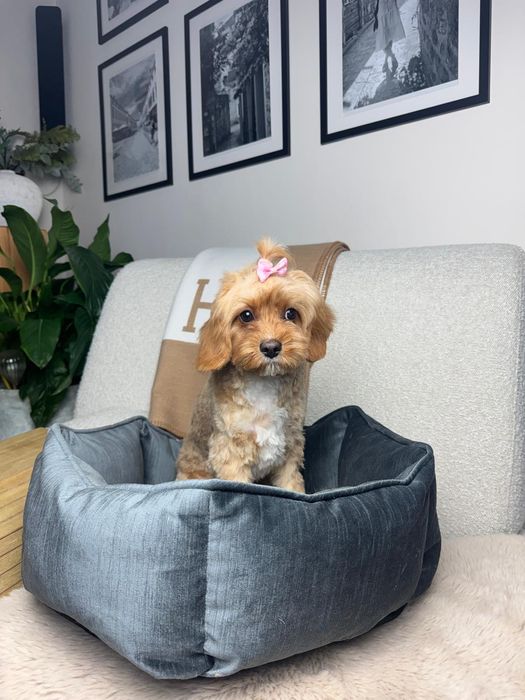 cavapoo sunia gotowa do odbioru