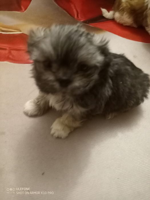 Suczka  SHIH TZU