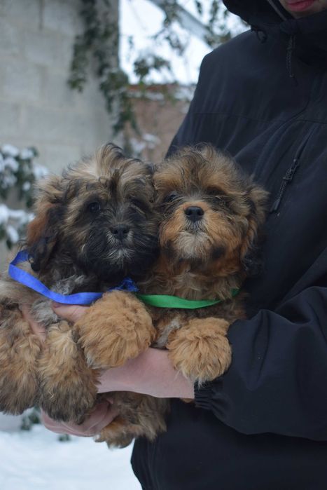 Чудовий песик породи Мальтипу Ф1 для подарунку
