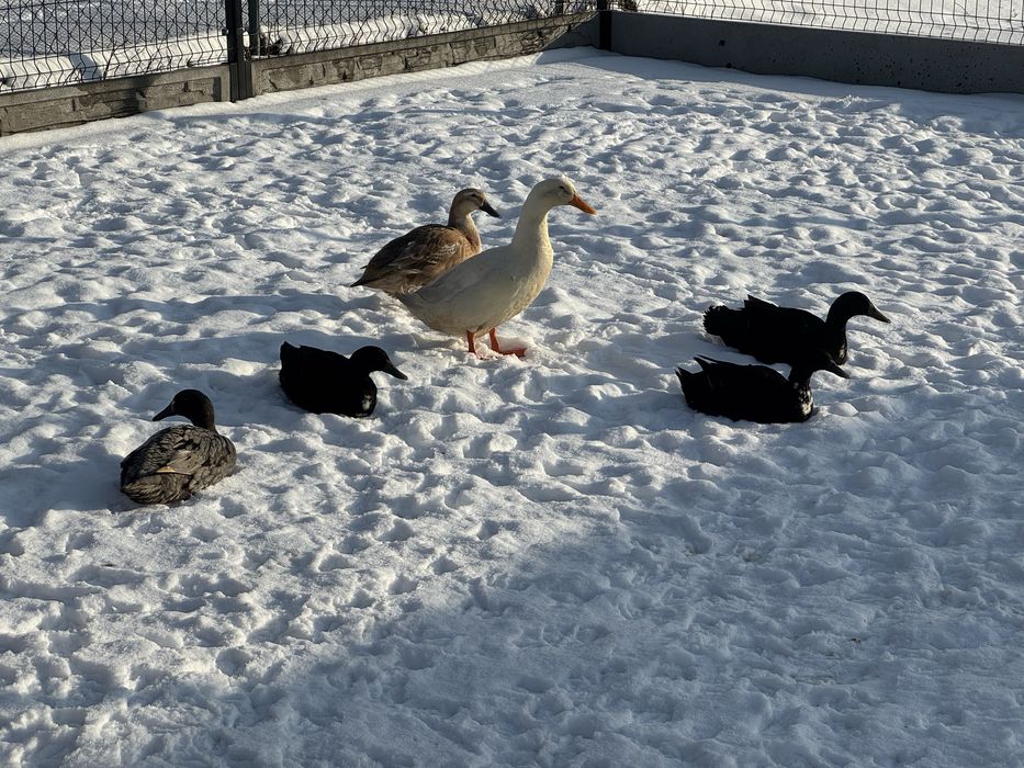 Jajka kacze od Biegusów Indyjskich