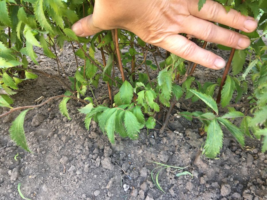 Продам Спіреі різних сортів