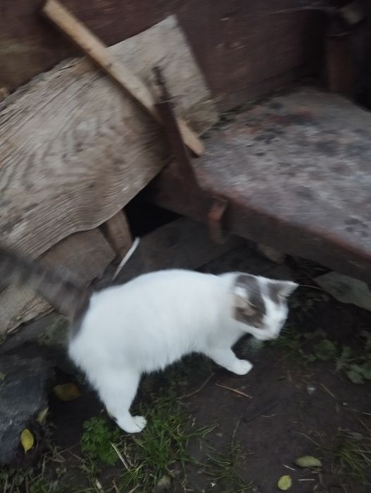 Молоденький котик 1.7-2 роки