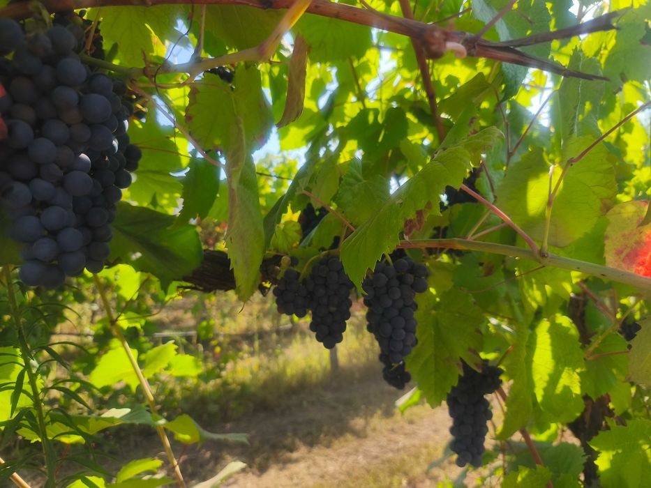 Uvas  (verde tinto)