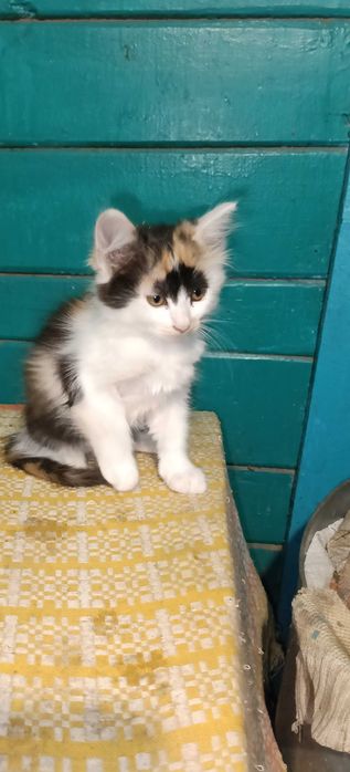 Котенята в хороші руки