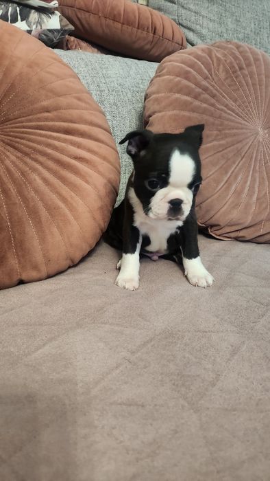 Boston Terrier FCI