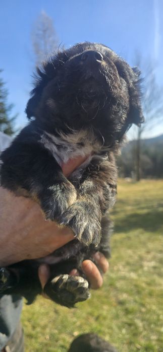 Oddam pieski w dobre ręce.