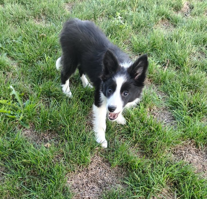 Border Collie czarno-biała suczka Juno, gotowa do odbioru