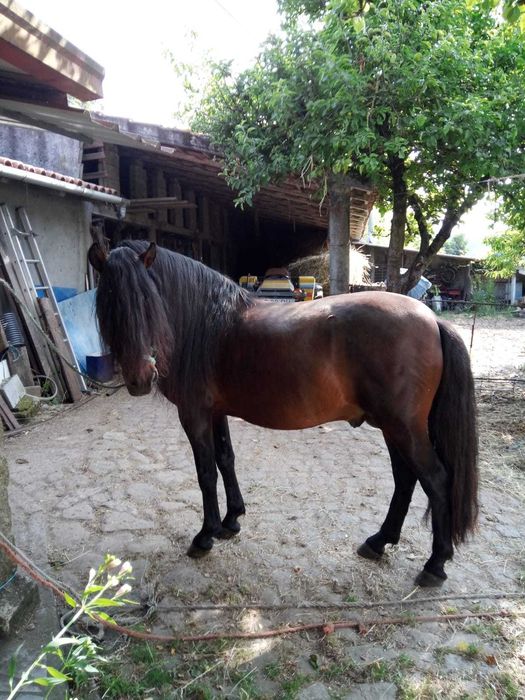 Cavalo Raça Garrano