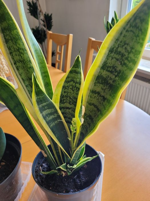 Szczawik roślina ogrodowa i domowa