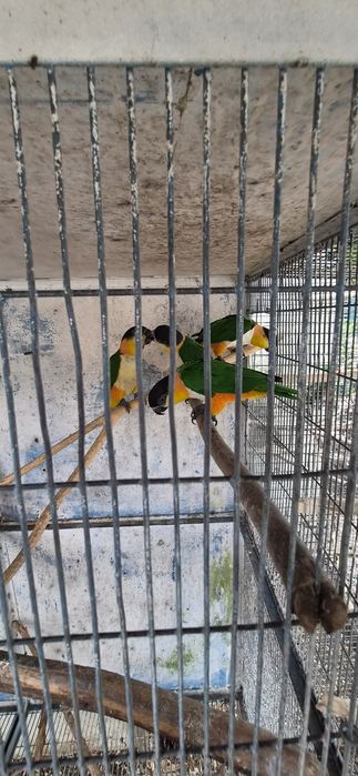 Marianinhas/Papagaios