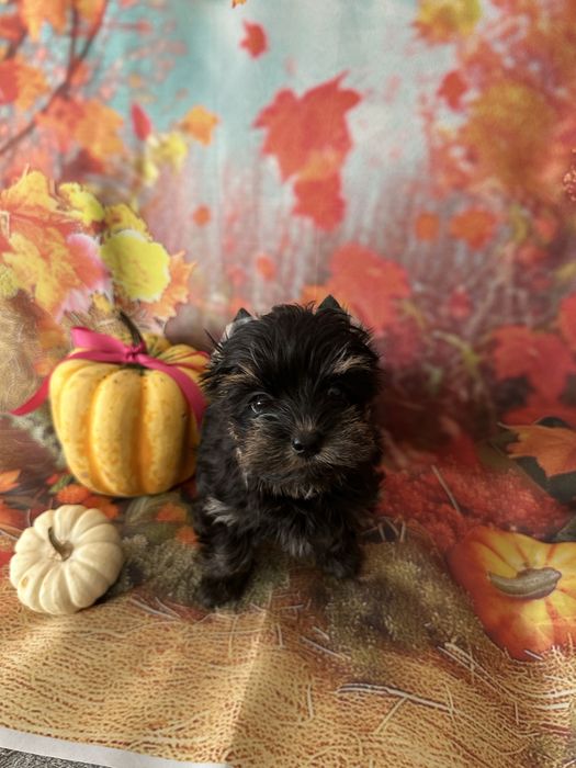 Yorkshire Terrier