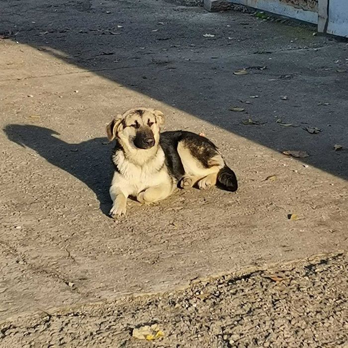 Песики в добрі руки