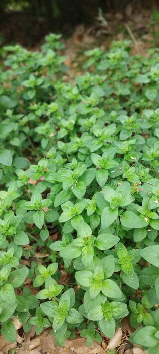 Oregano lebiodka  lubczyk zioła uprawa ekologiczna
