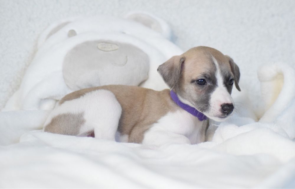 Whippet Chart Angielski ZKwP/FCI