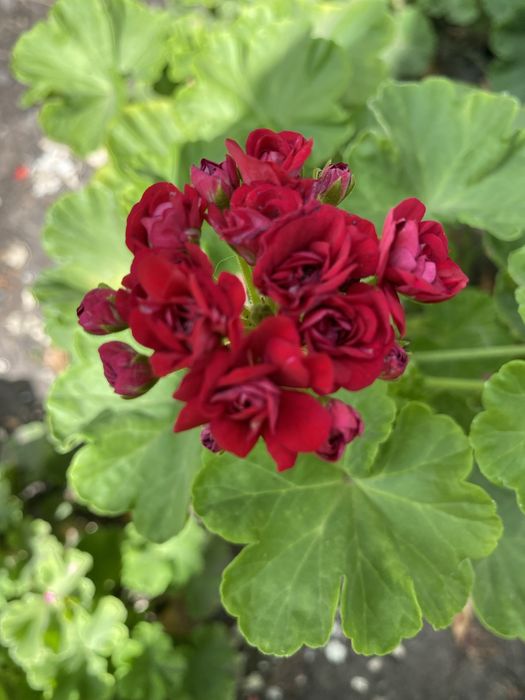 Пеларгонія  свіжий зріз