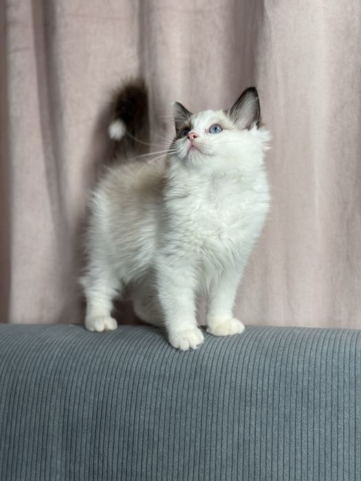 Kotka Ragdoll seal bicolour n03 FPL
