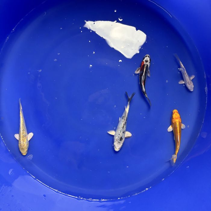 Japońskie karpie koi - WYSYŁKA Jaguszewice