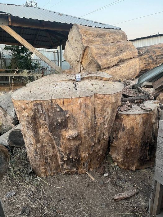 Платан,Берест от 170-190 лет с документами.