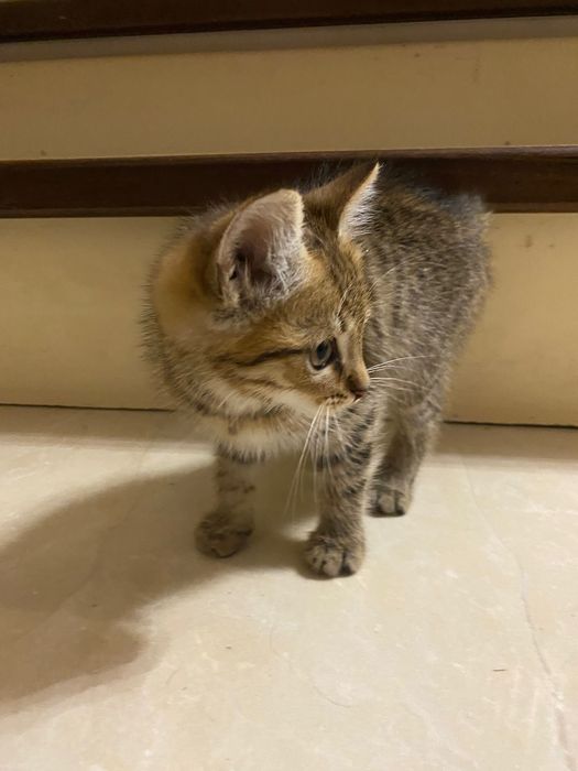 Котик в добрі руки