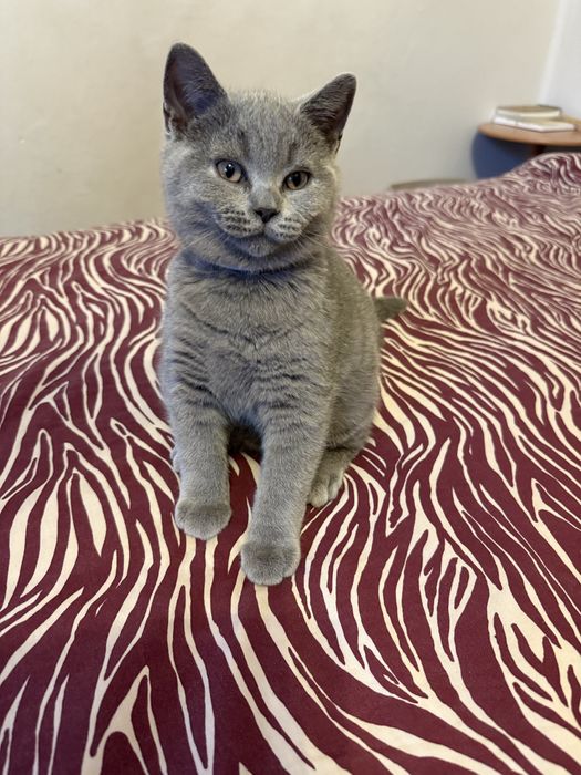 Kotek brytyjski krótkowłosy niebieski