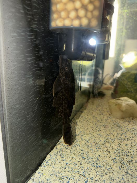 Plecostomus leopardo 15cm