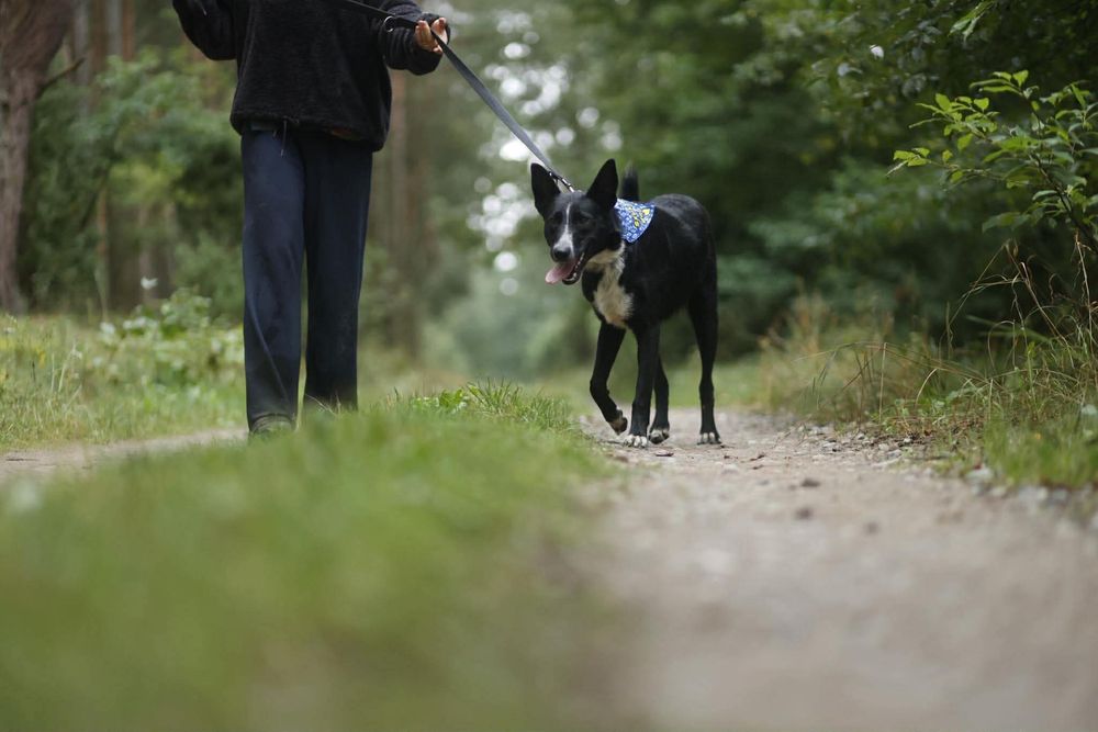 Adopcja ze schroniska - Dizel