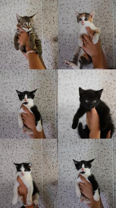 Kociaki do adopcji