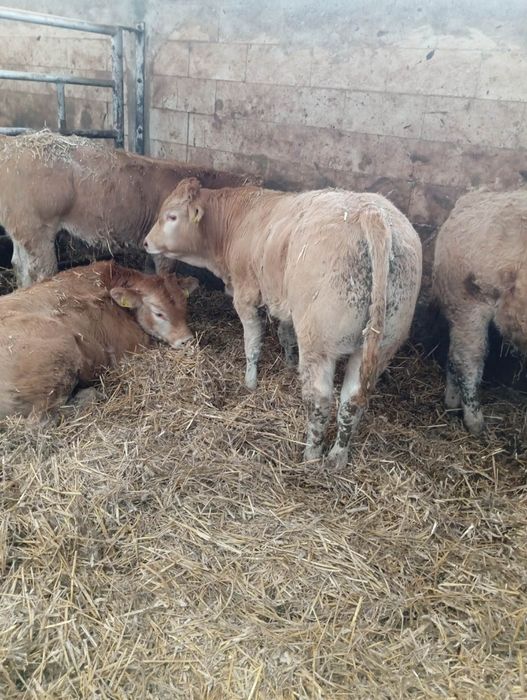 Byczki, odsadki blonde d'aquitaine