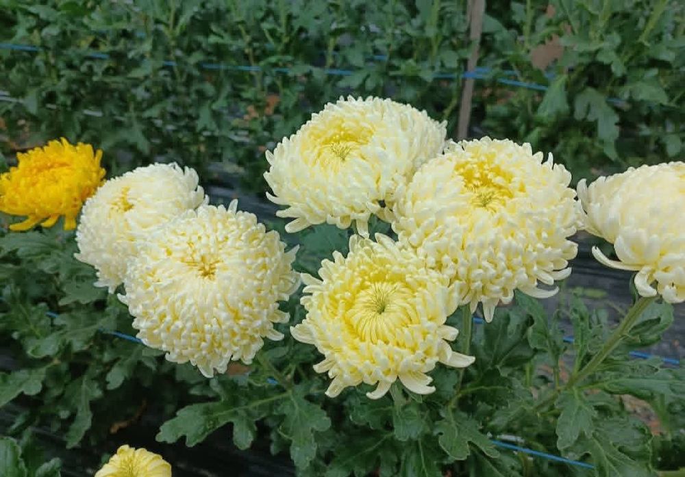 Наборы хризантема