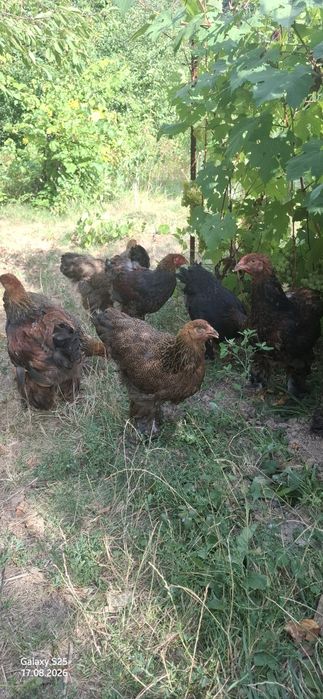 Продам Курчата Брама