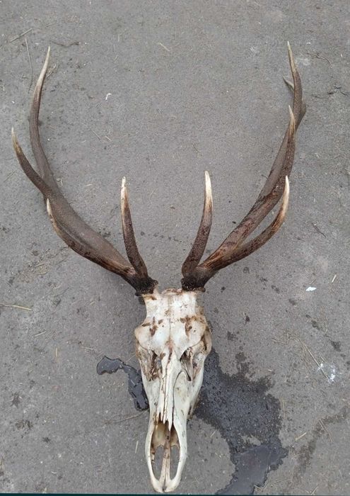 Продам Рога свежие