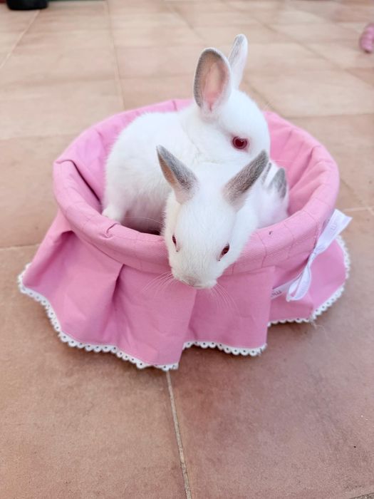 Coelhos anões brancos bebés