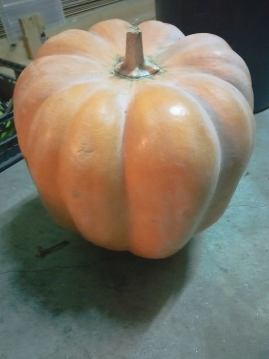 Abóbora gila /.chila e abóbora menina