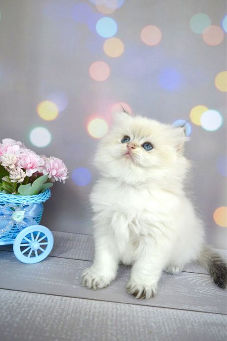 Британские котята золотая шиншилла