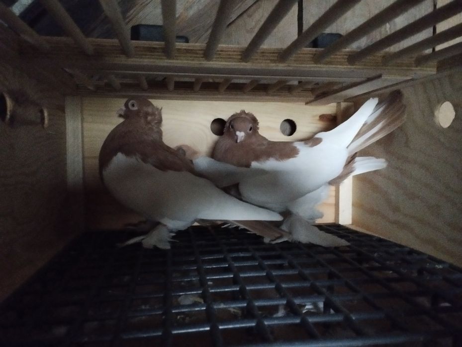 Sprzedam gołębie ozdobne 4 pary